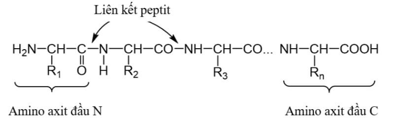 Minh họa cho liên kết peptit 